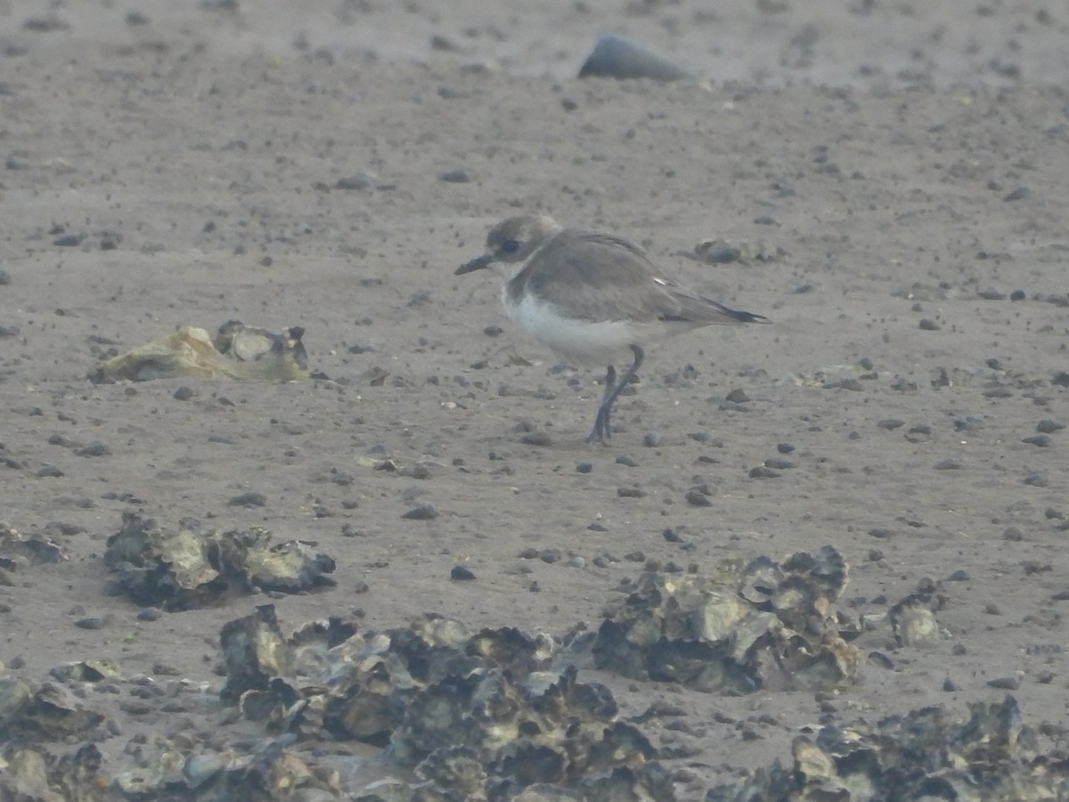 Tibetan Sand-Plover - ML647738123