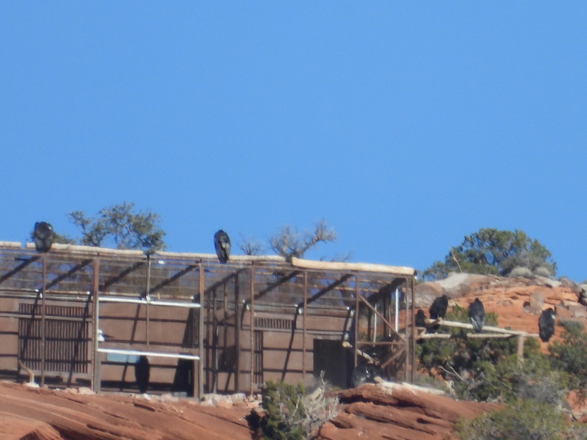 California Condor - ML647738127