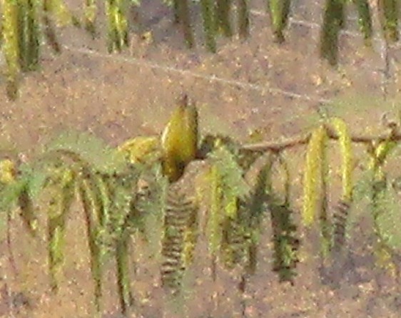 Indian White-eye - ML647738129