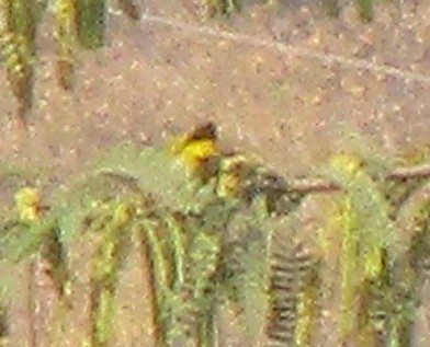 Indian White-eye - ML647738144