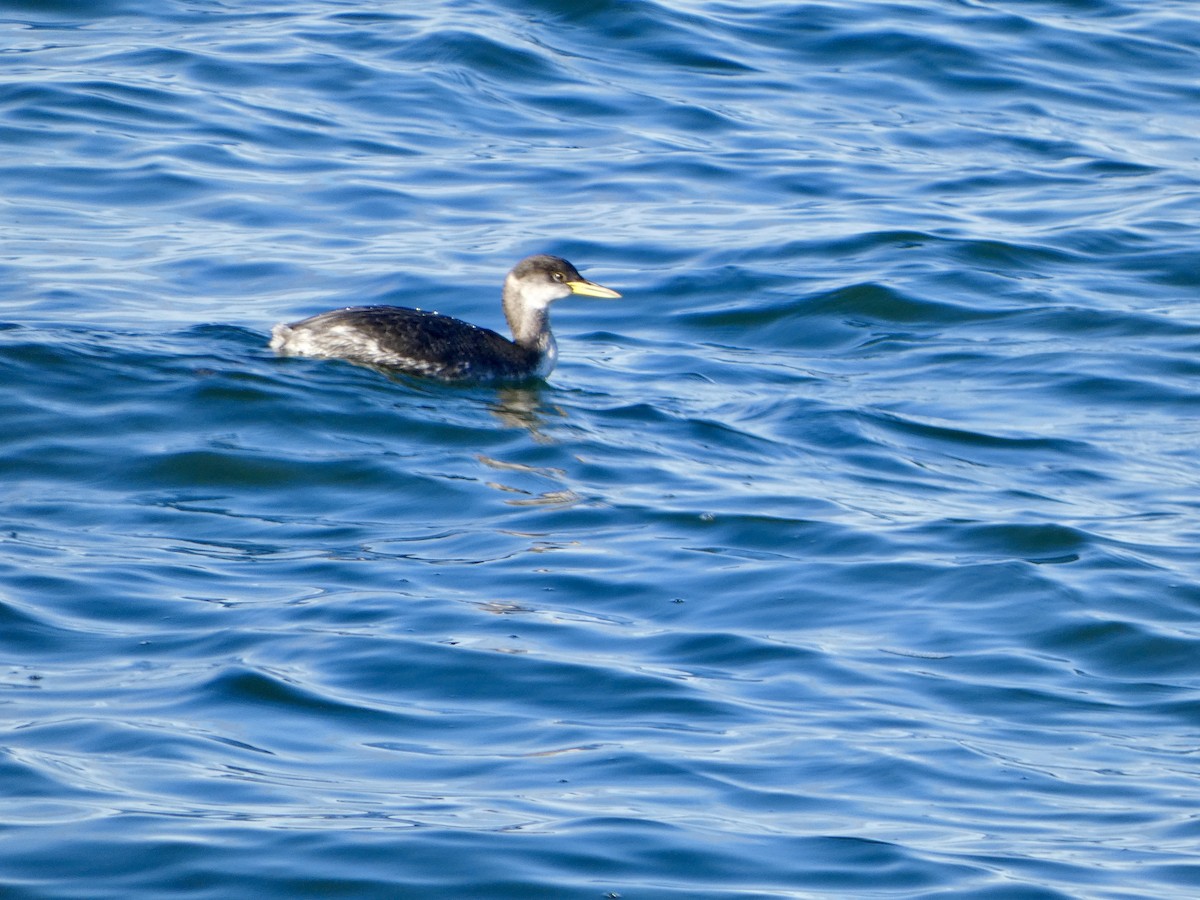 Red-necked Grebe - ML647738145