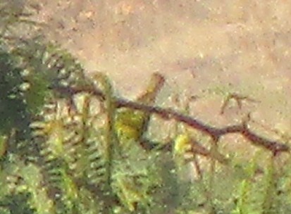 Indian White-eye - ML647738148