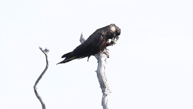 Какатоїс білохвостий - ML647738149