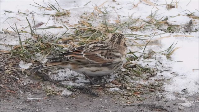 Подорожник лапландський - ML647738150