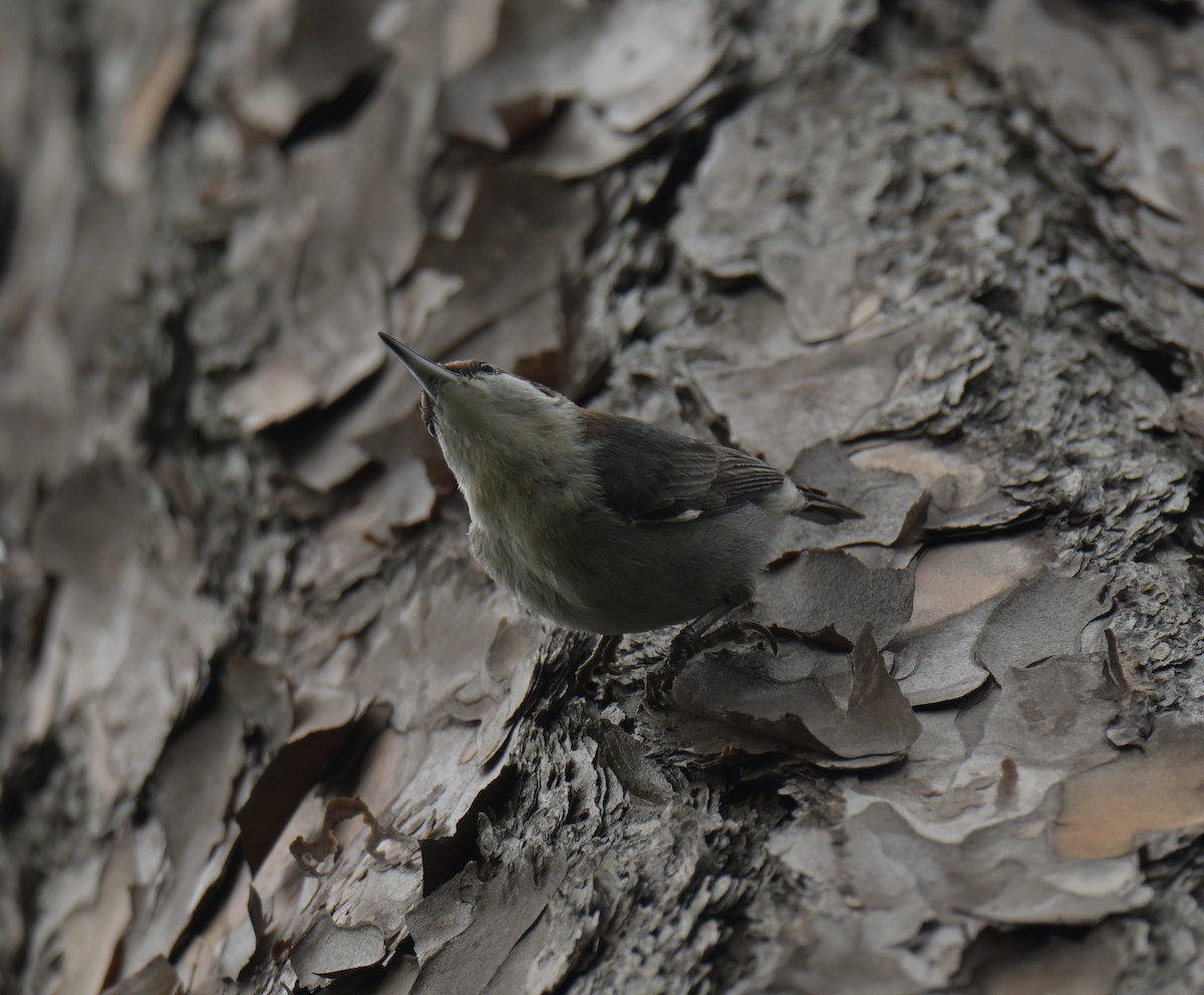 Sittelle à tête brune - ML647738151