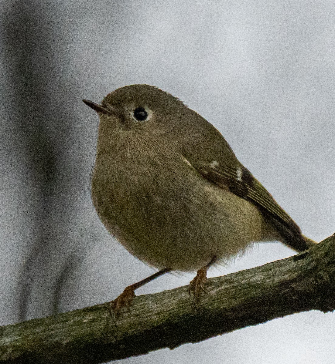 Rubingoldhähnchen - ML647738201