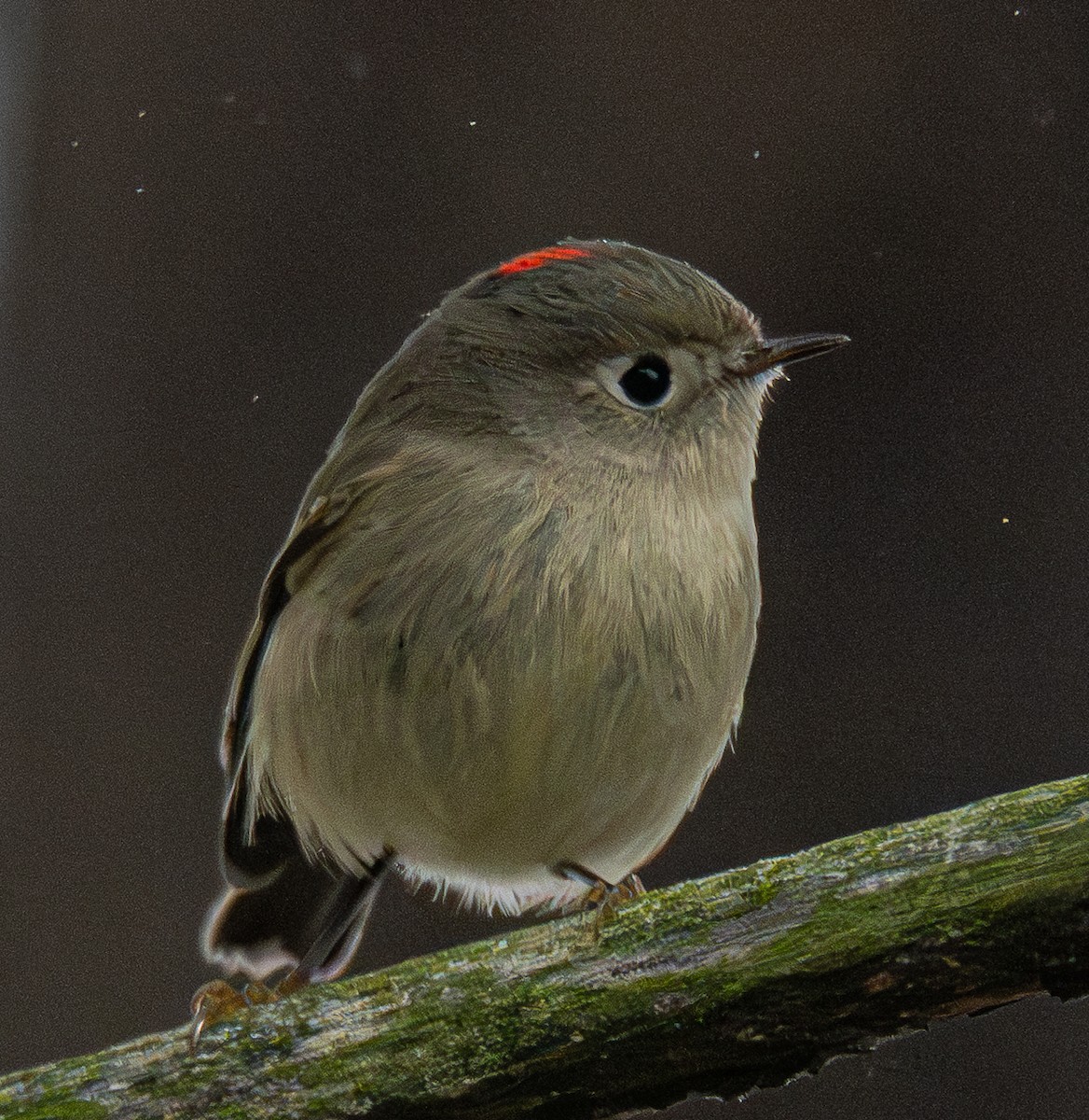 Rubingoldhähnchen - ML647738202