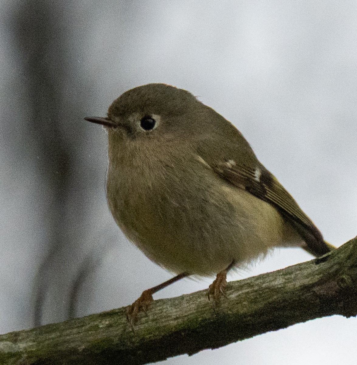 Rubingoldhähnchen - ML647738204