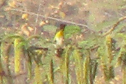 Indian White-eye - ML647738237