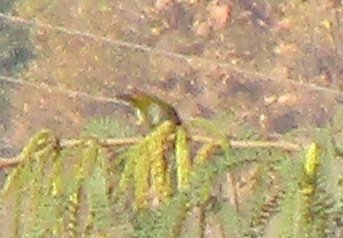 Indian White-eye - ML647738242