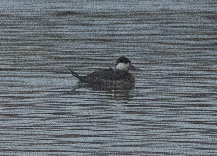 Schwarzkopf-Ruderente - ML647738257