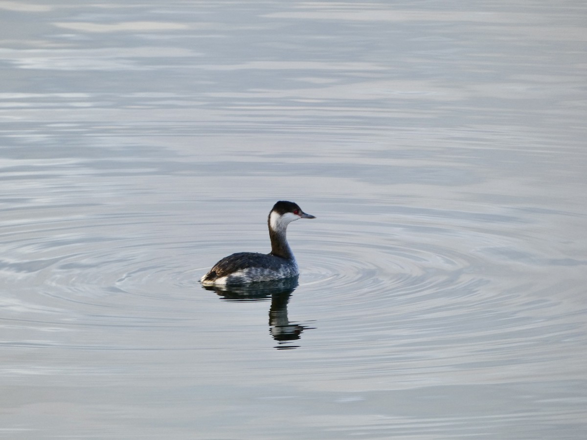 Красношейная поганка - ML647738264