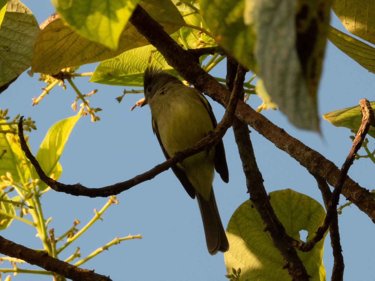 Yellow-bellied Elaenia - ML647738267