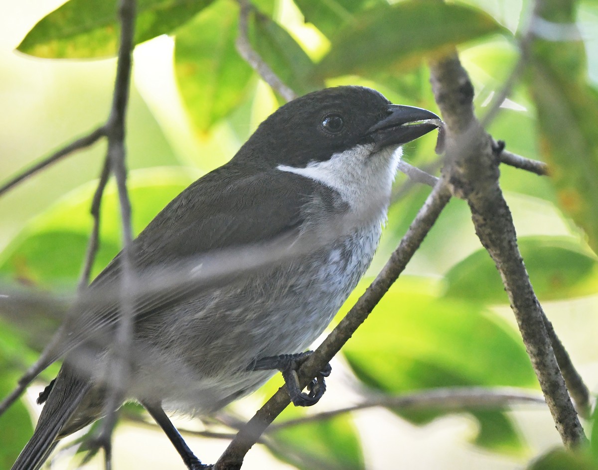 Puerto Rican Tanager - ML647738287