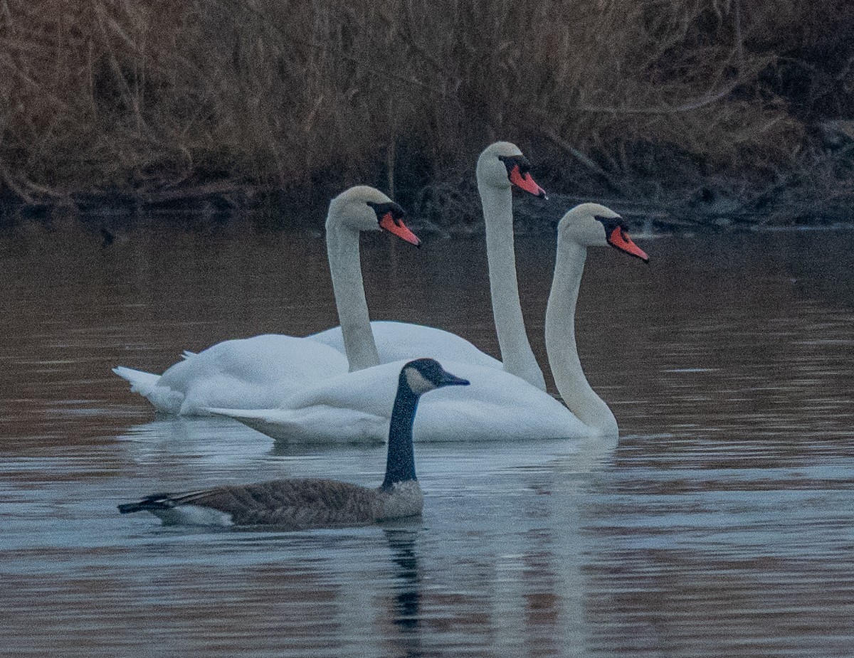 Höckerschwan - ML647738289