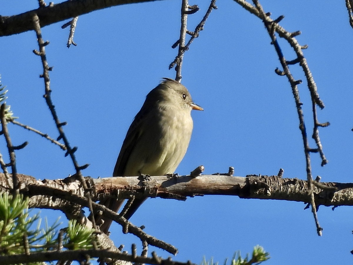 Greater Pewee - ML647738299