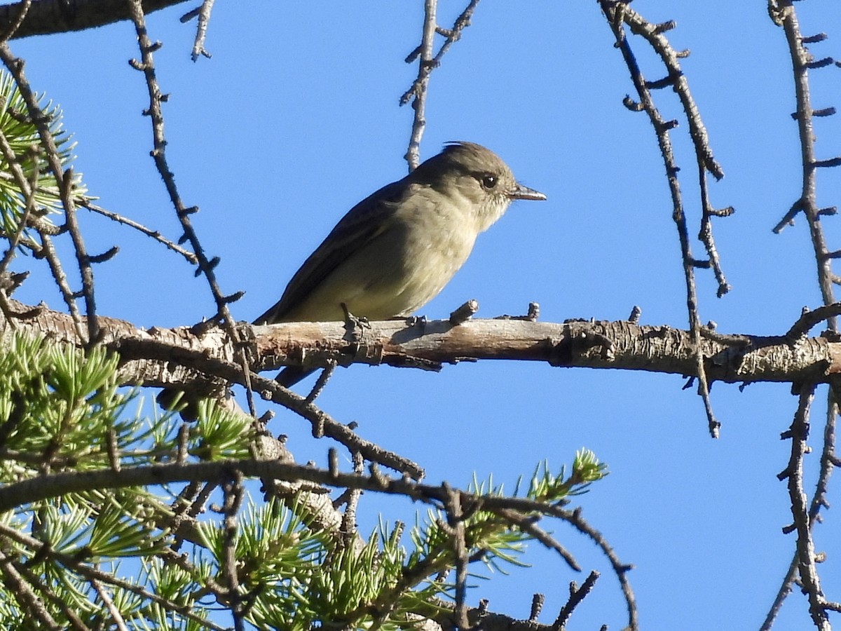 Greater Pewee - ML647738300