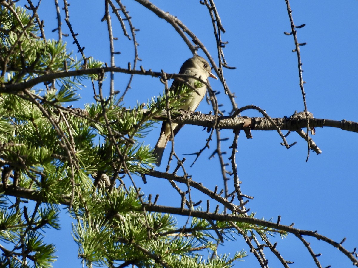 Greater Pewee - ML647738309