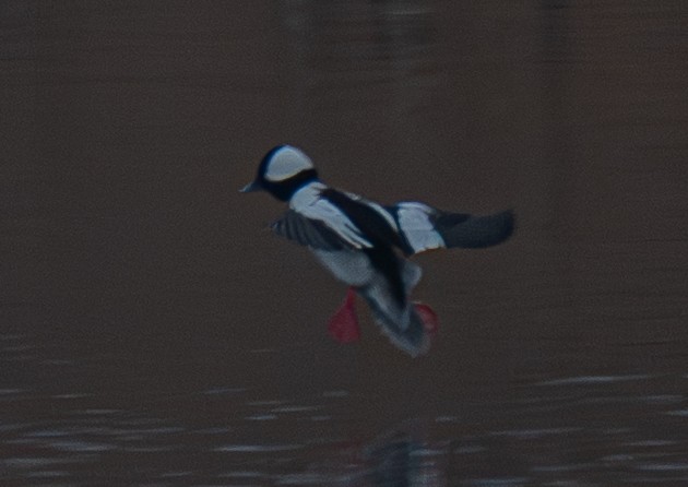 Büffelkopfente - ML647738314