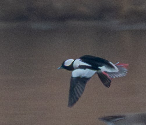 Büffelkopfente - ML647738315