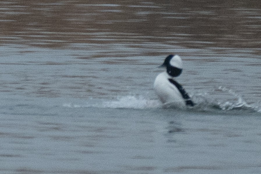 Büffelkopfente - ML647738316