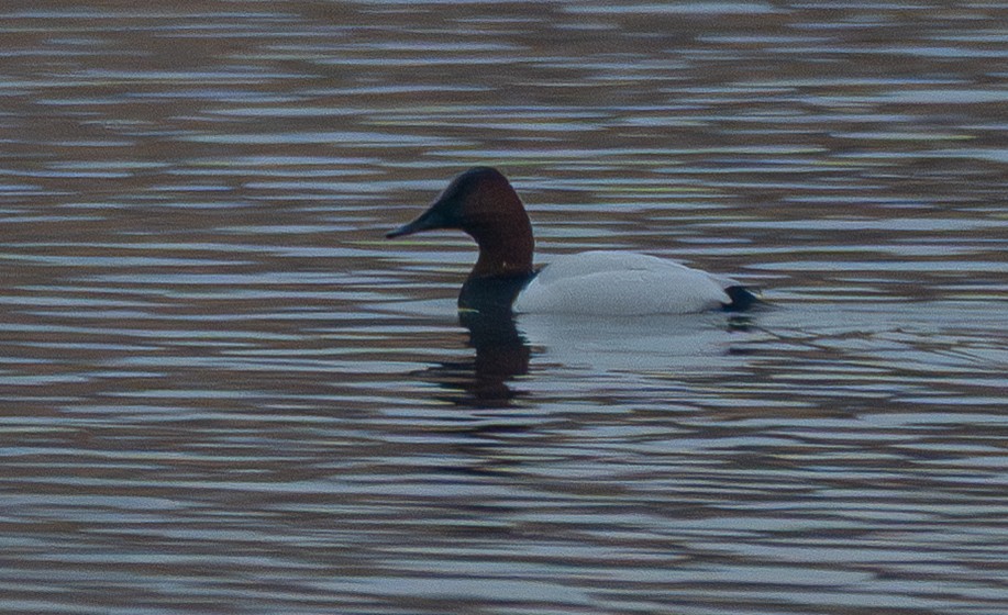 Riesentafelente - ML647738322