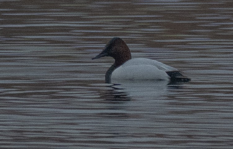 Riesentafelente - ML647738323