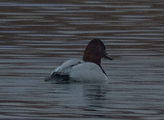 Riesentafelente - ML647738324