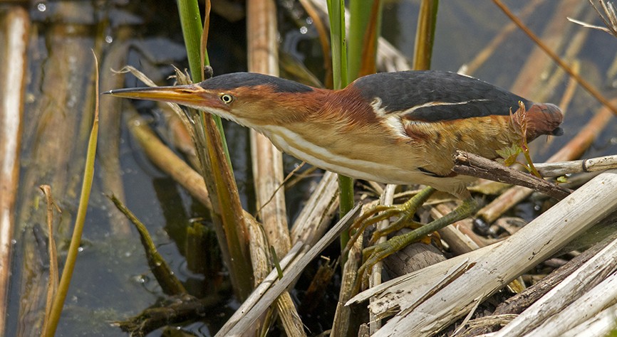 Petit Blongios - ML647738332
