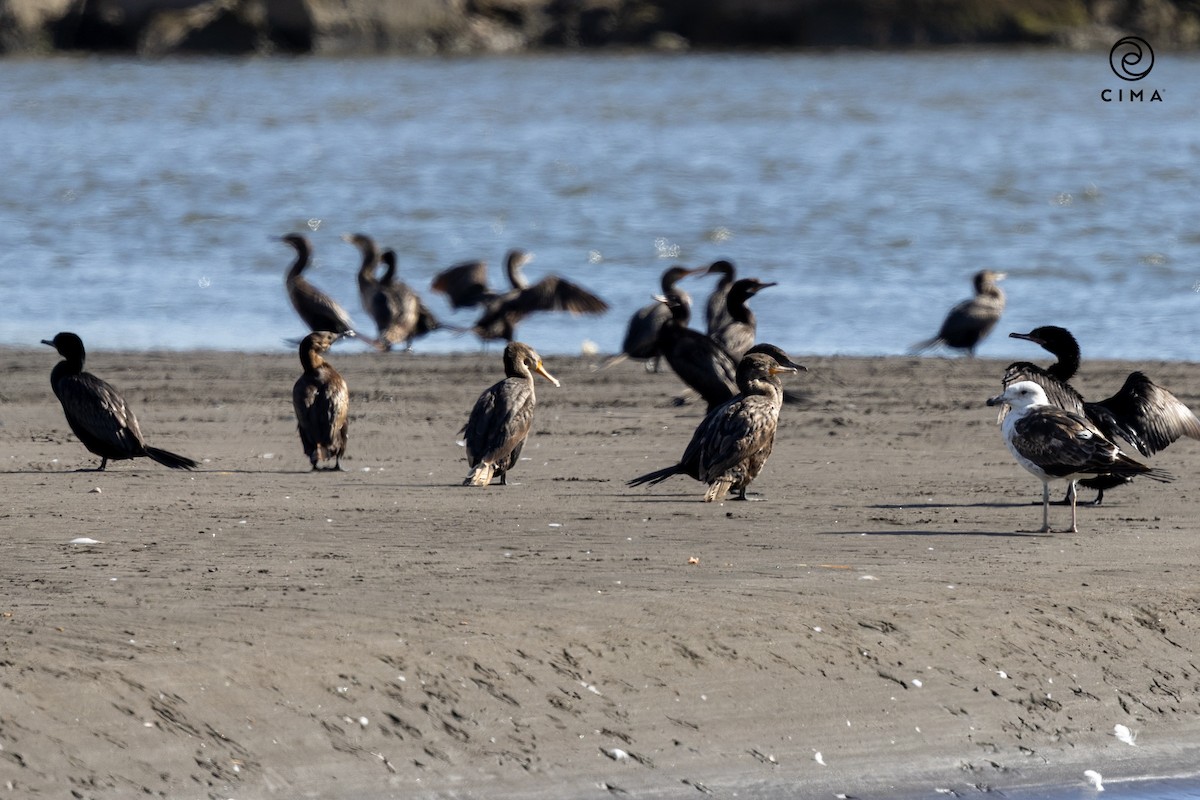 Neotropic Cormorant - ML647738335