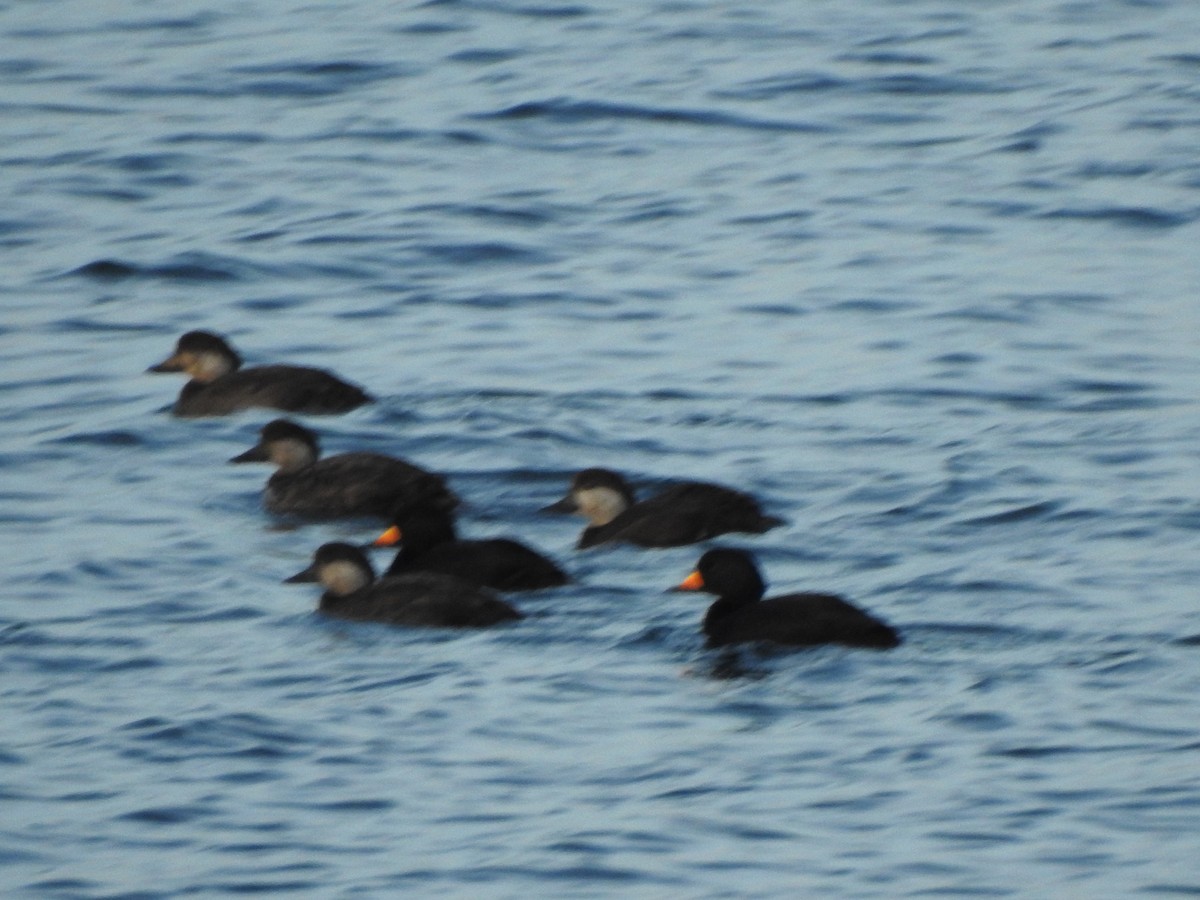 Negrón Americano - ML647738338