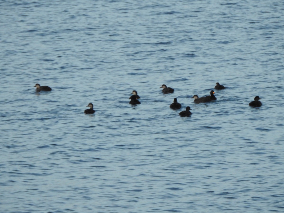 Negrón Americano - ML647738339