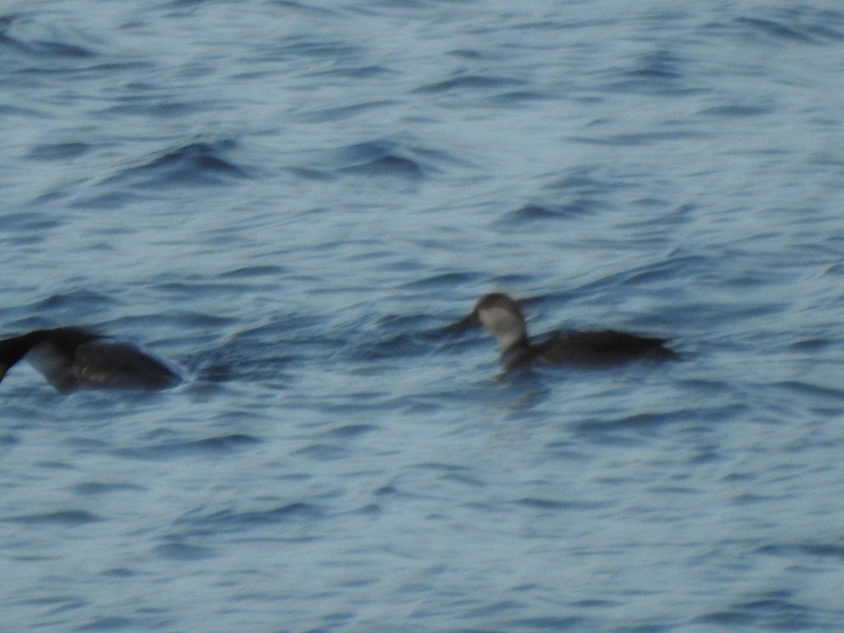 Negrón Americano - ML647738340