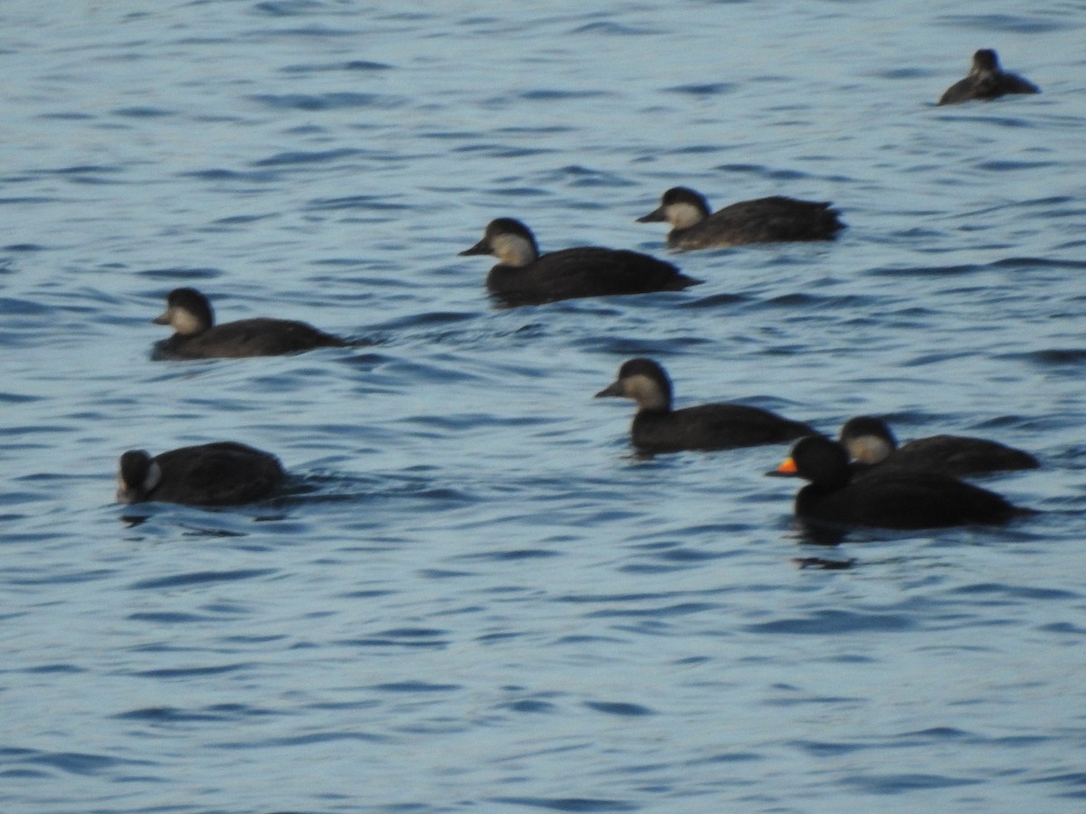 Negrón Americano - ML647738341