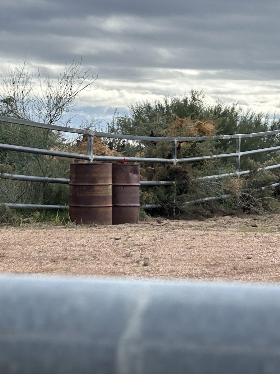 Красный кардинал - ML647738360