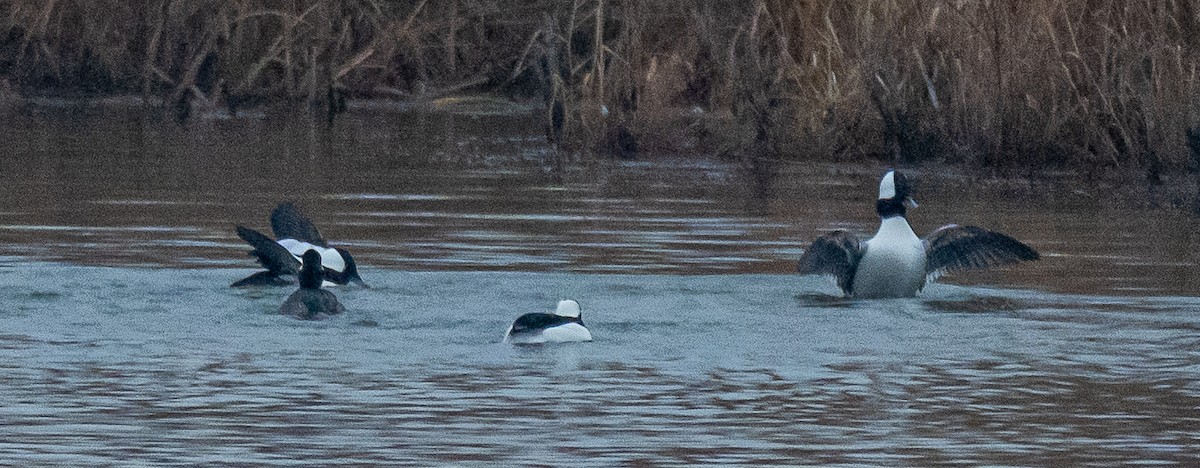 Büffelkopfente - ML647738374