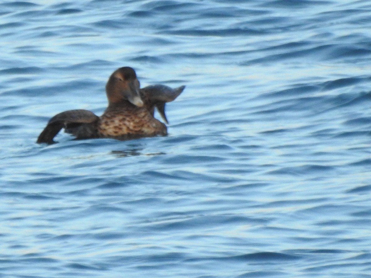 Éider Común - ML647738376