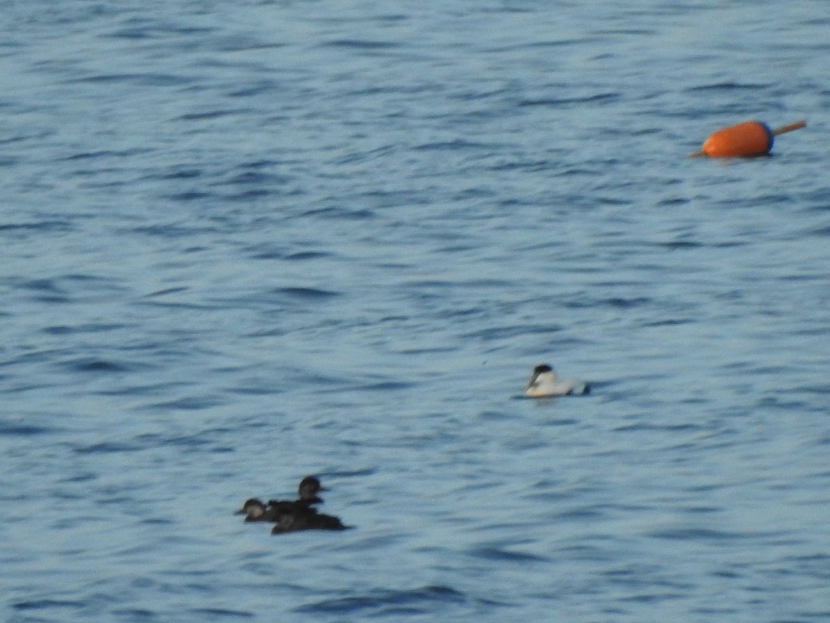 Éider Común - ML647738377