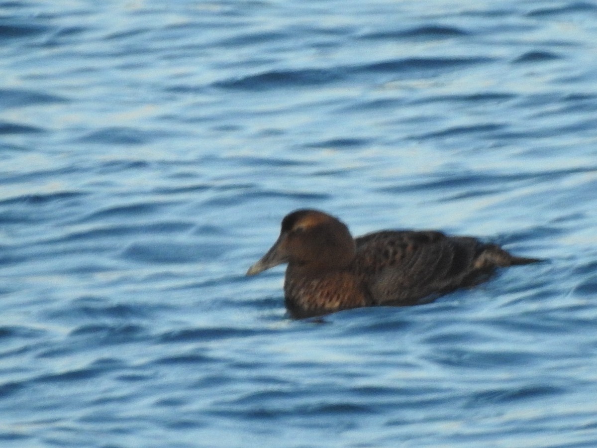 Éider Común - ML647738378