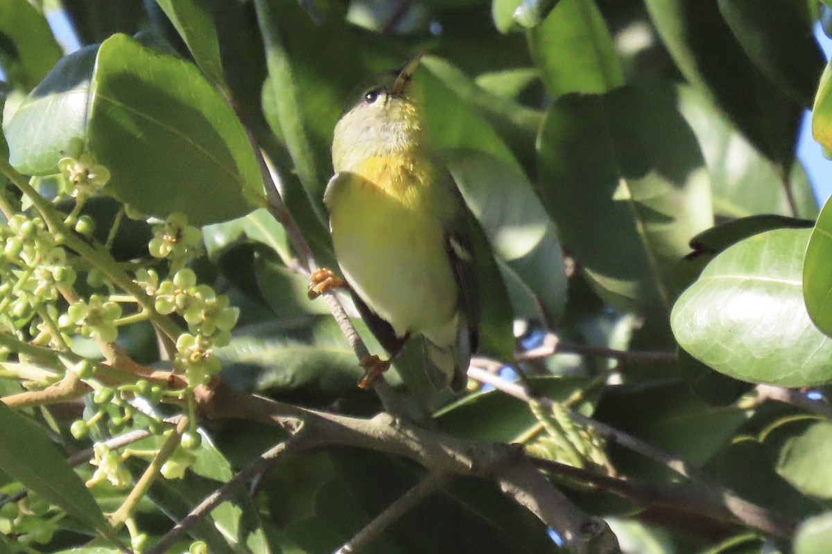 Northern Parula - ML647738379