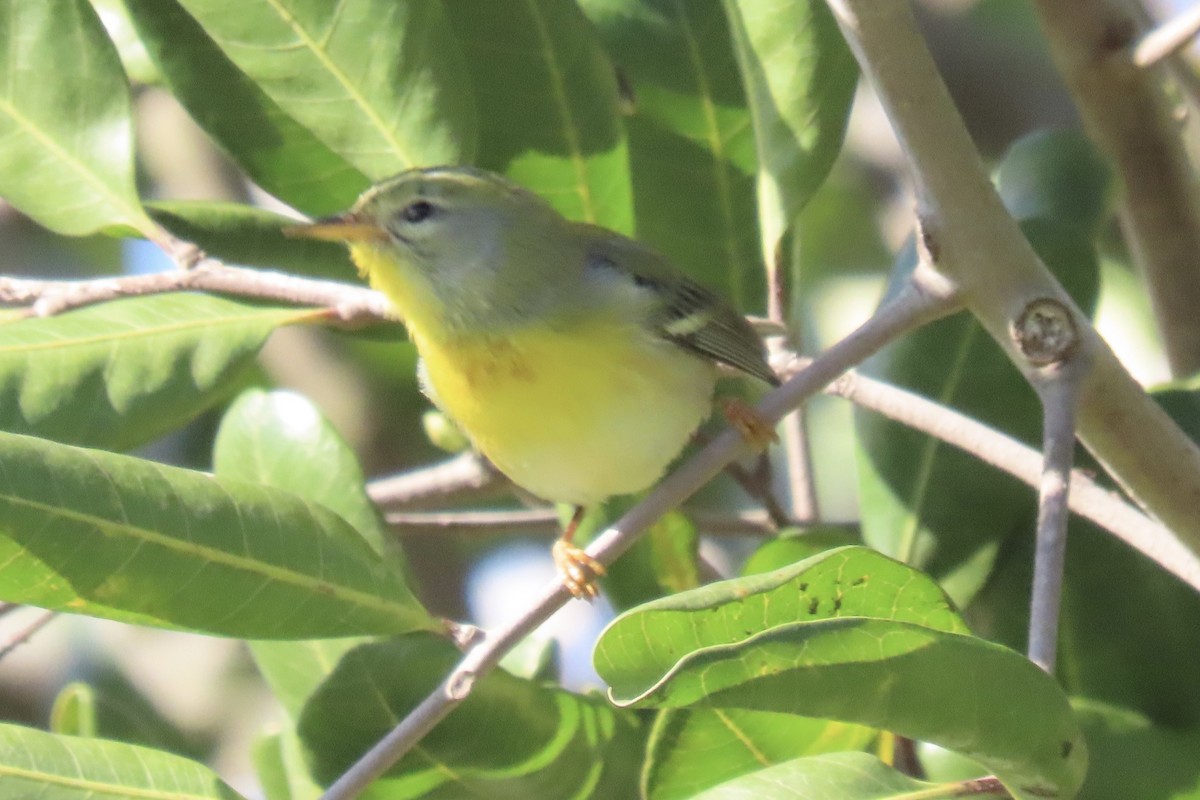 Northern Parula - ML647738381