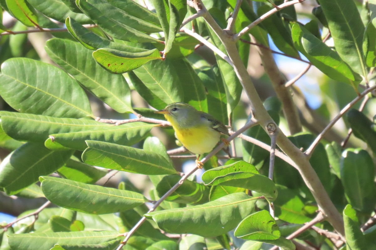 Northern Parula - ML647738383