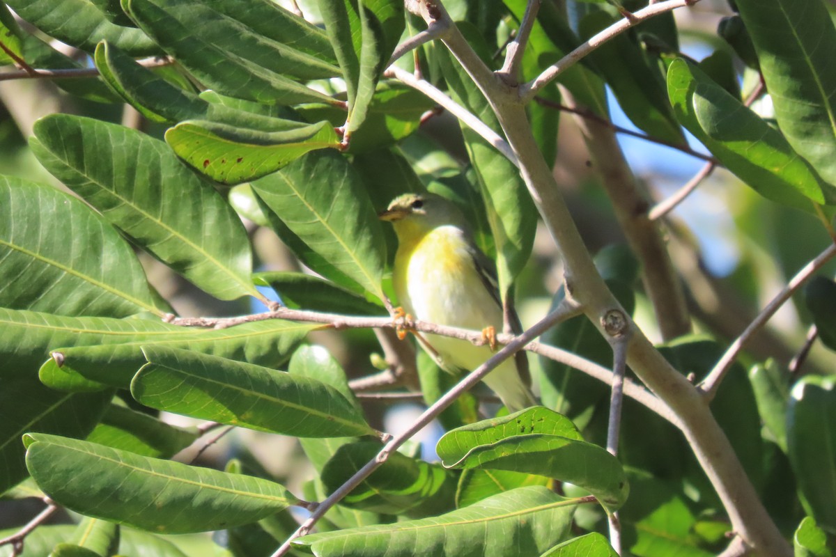 Northern Parula - ML647738384