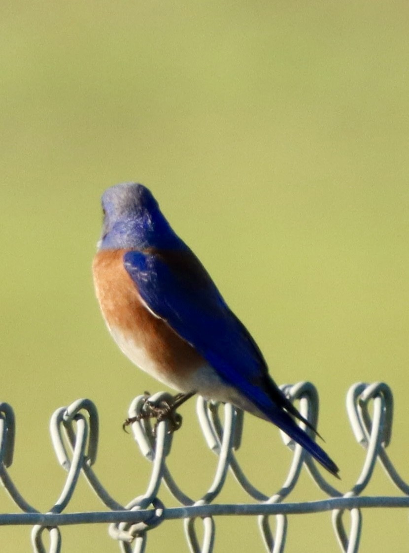 Western Bluebird - ML647738396