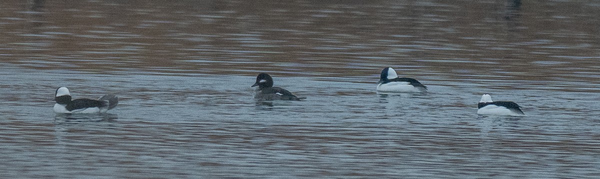 ヒメハジロ - ML647738411