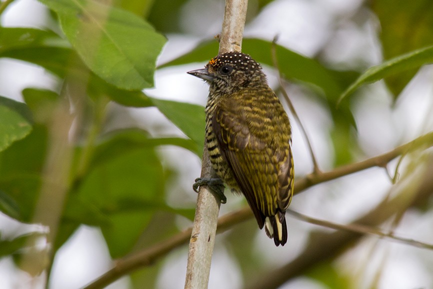 Lafresnaye's Piculet - ML647738425