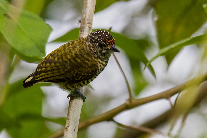 Lafresnaye's Piculet - ML647738426