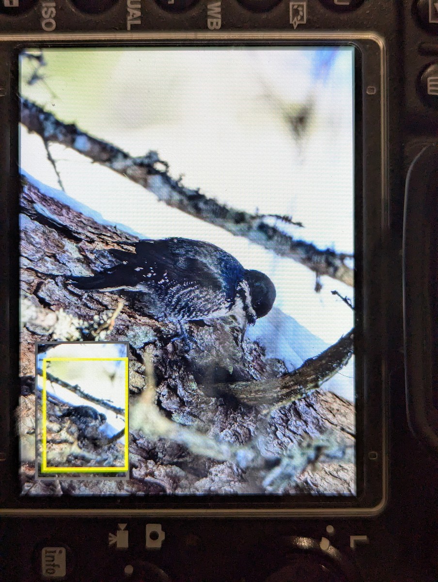 Black-backed Woodpecker - ML647738433
