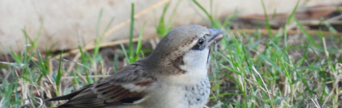 House Sparrow - ML647738442
