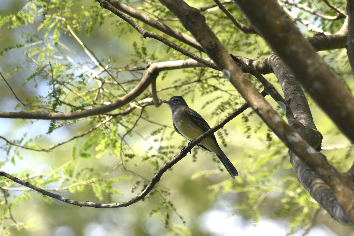 Yellow-bellied Elaenia - ML647738443